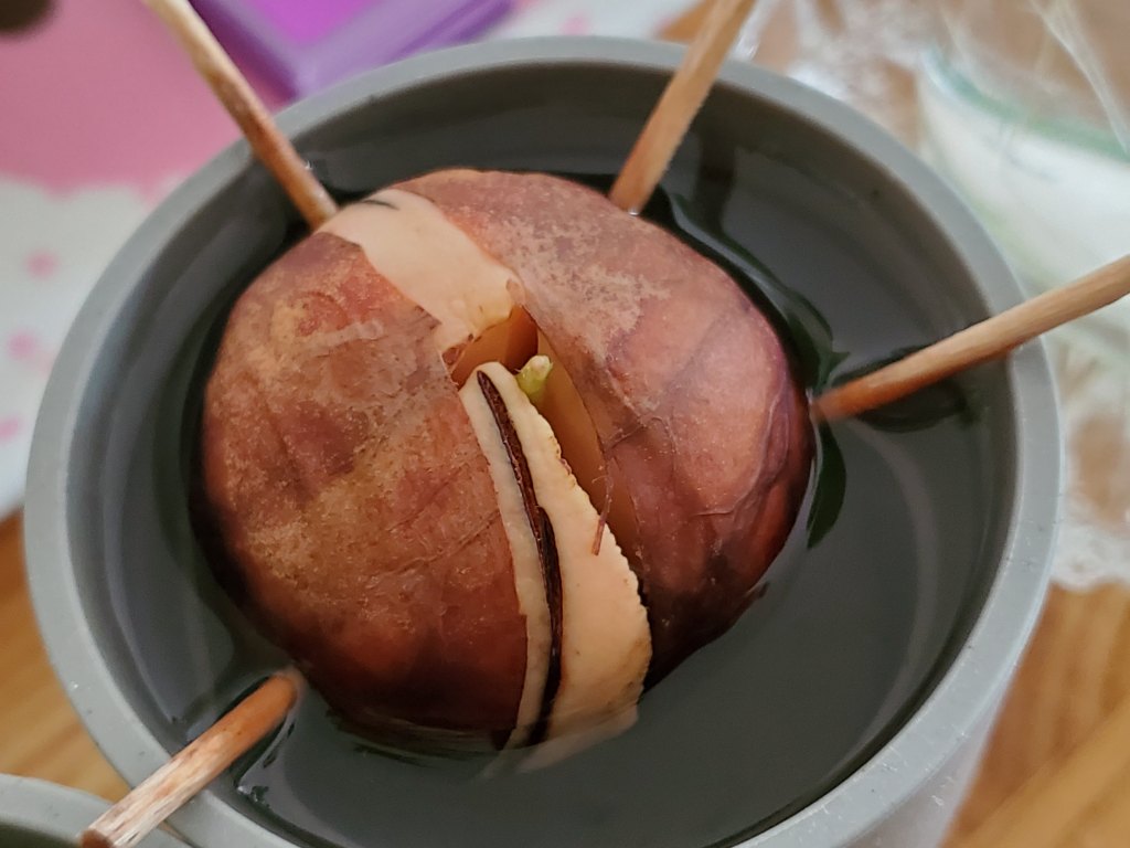 アボガド 芽が出た