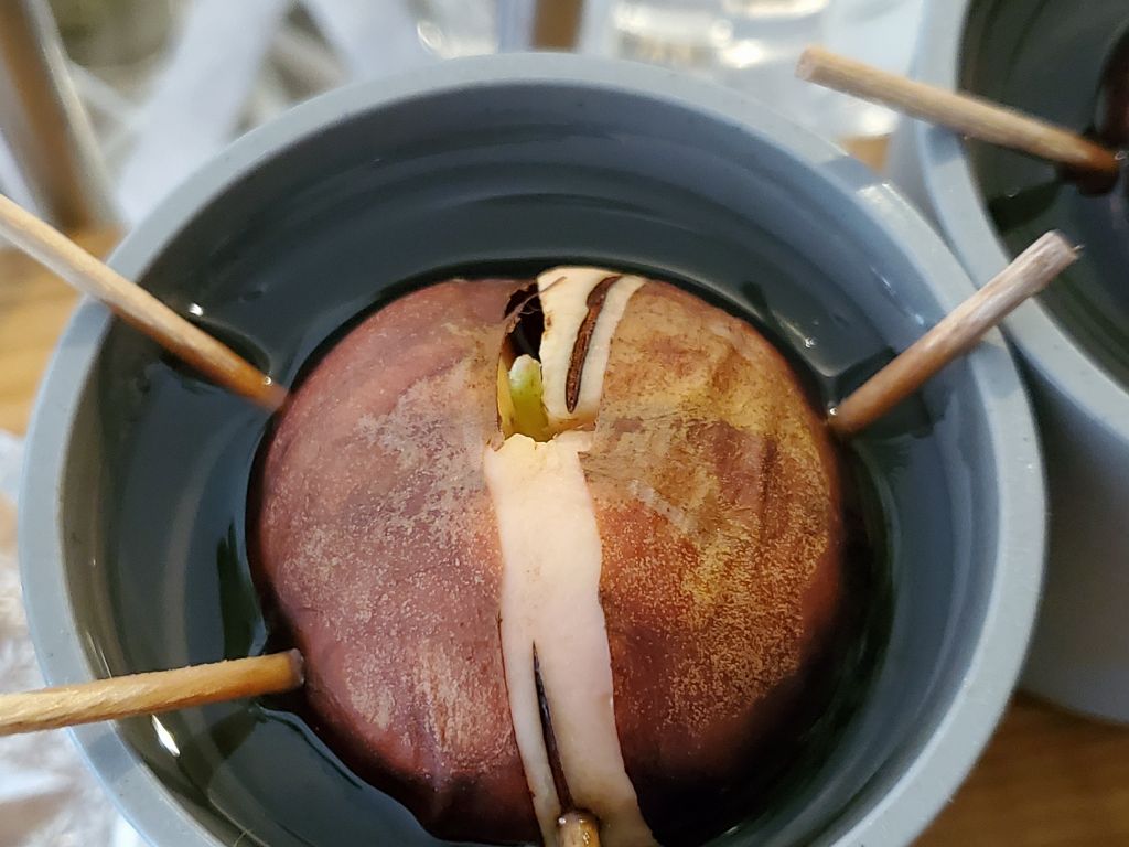 アボガド 芽が出た