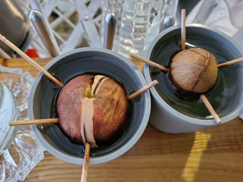 アボガド 芽が出た