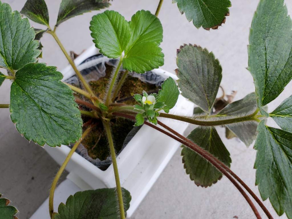 いちご苗の底面給水