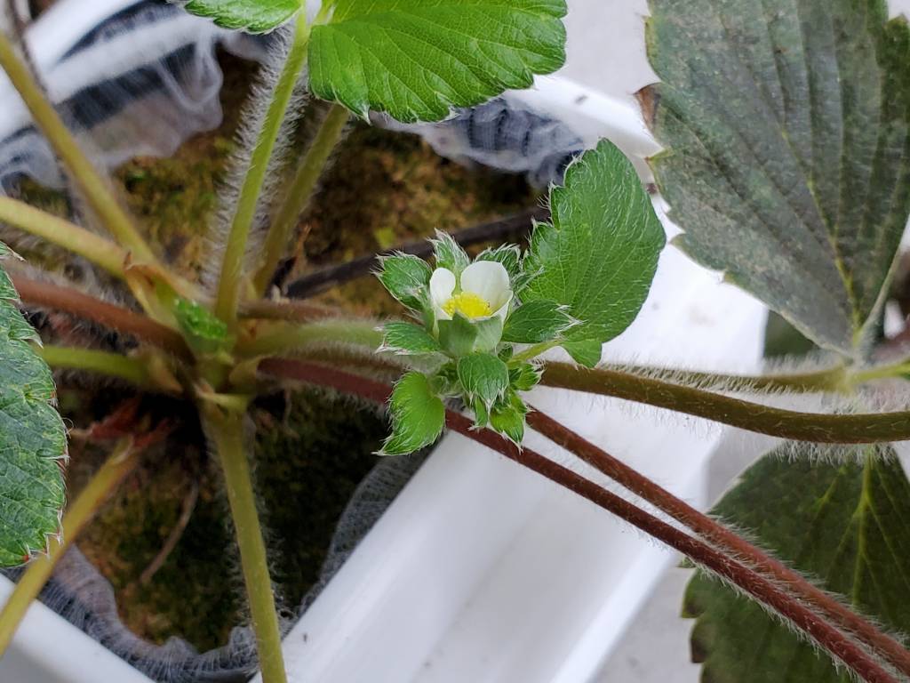 いちご苗の底面給水