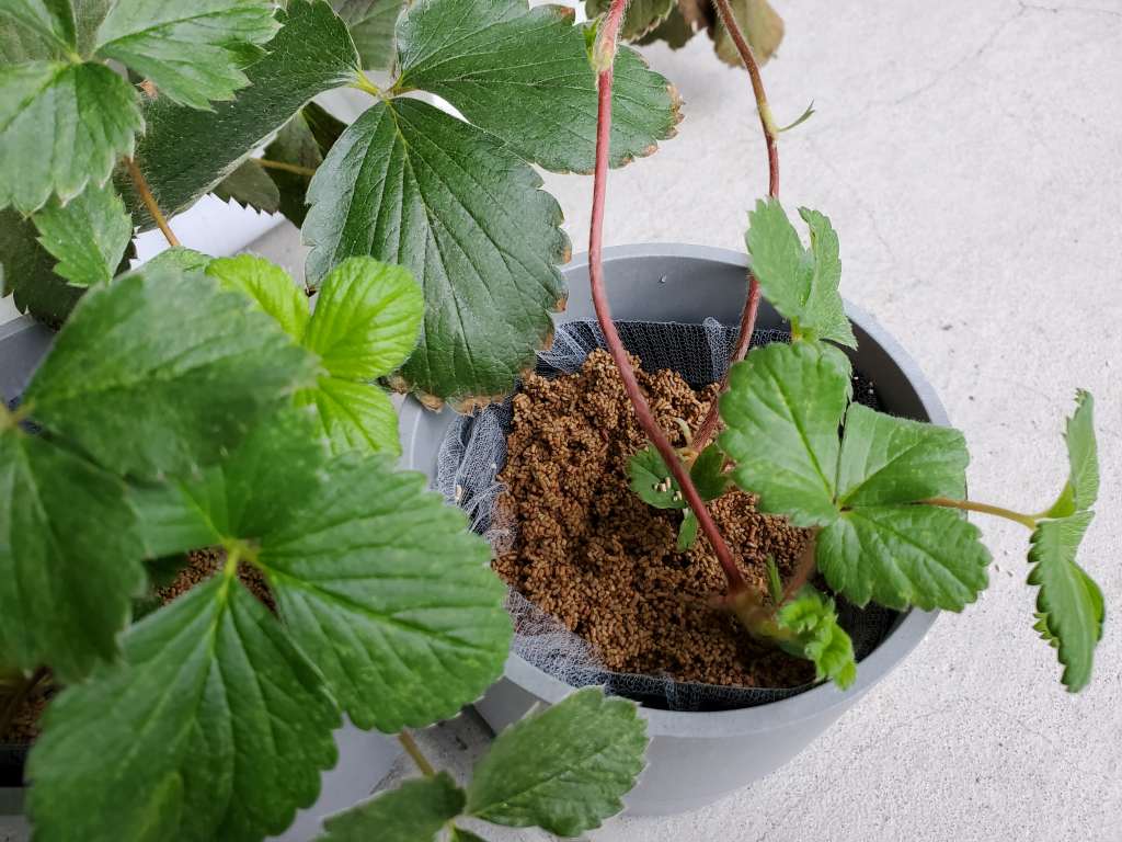 いちご苗の底面給水