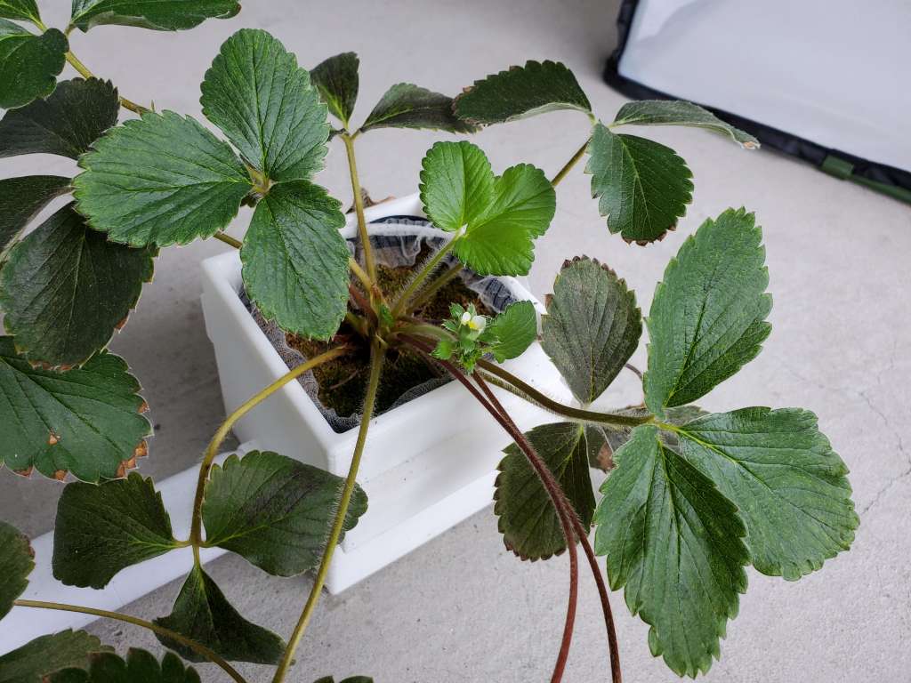 いちご苗の底面給水