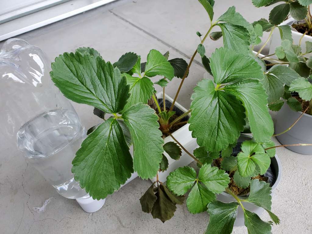 いちご苗の底面給水