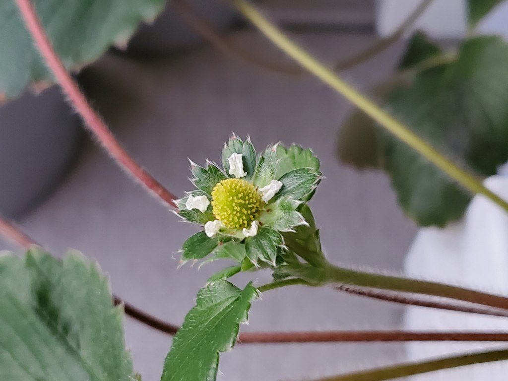 いちごの花
