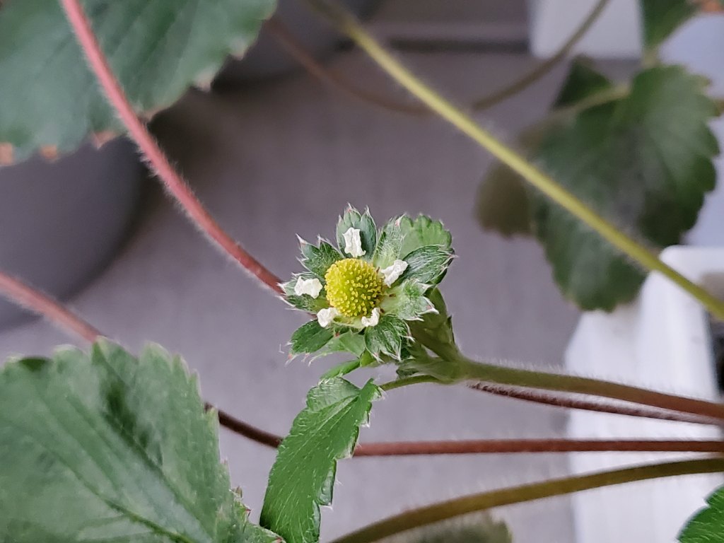 いちごの花