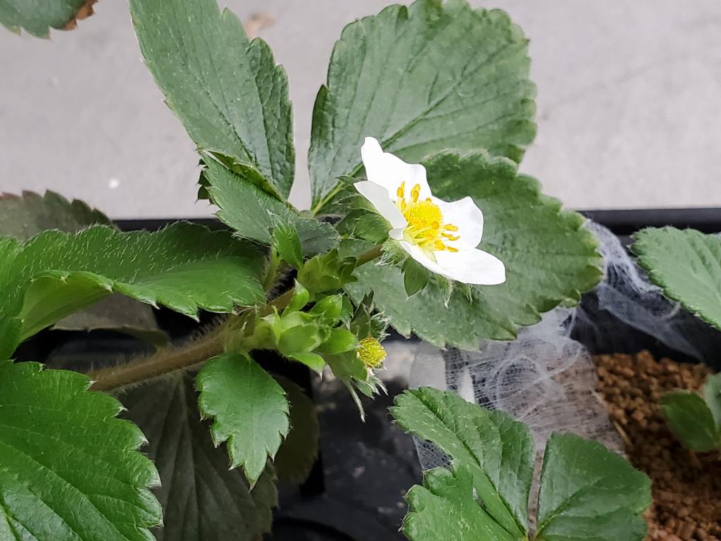 イチゴの花