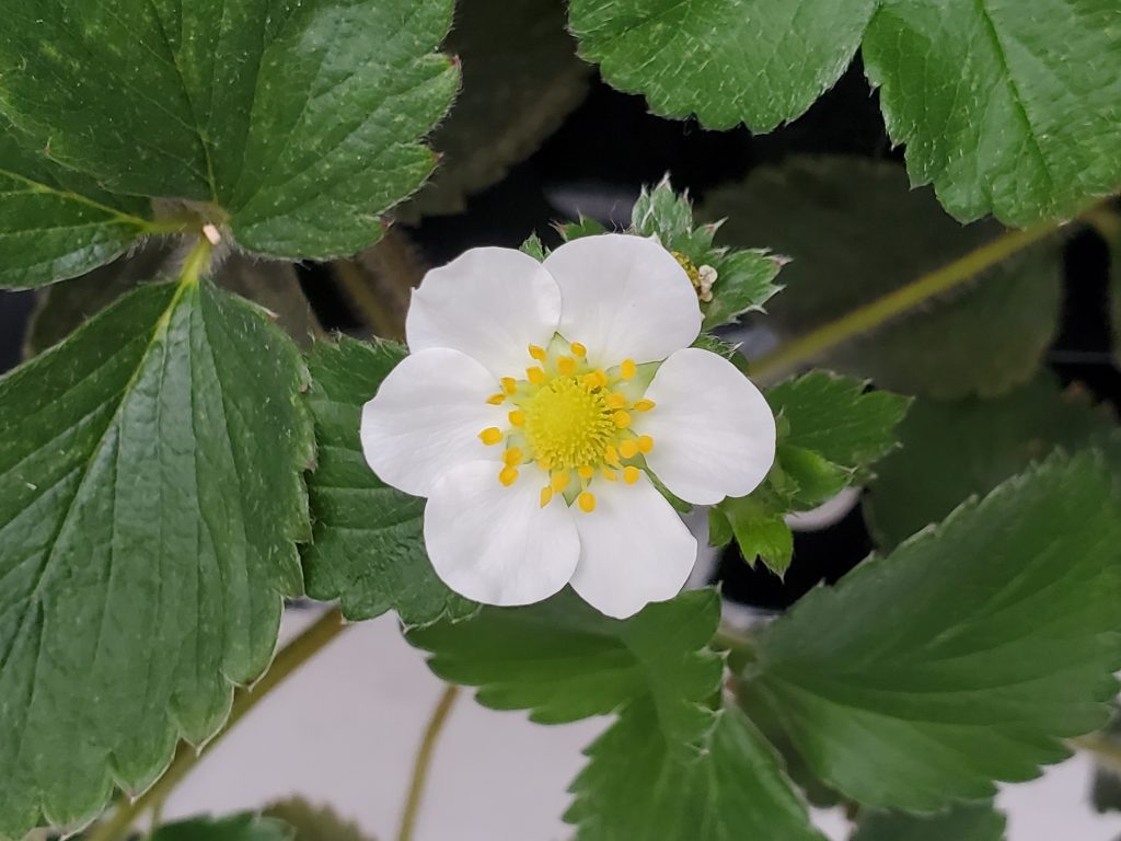 イチゴの花