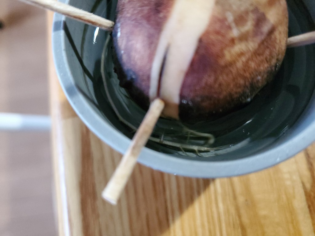 アボカド 三つ葉