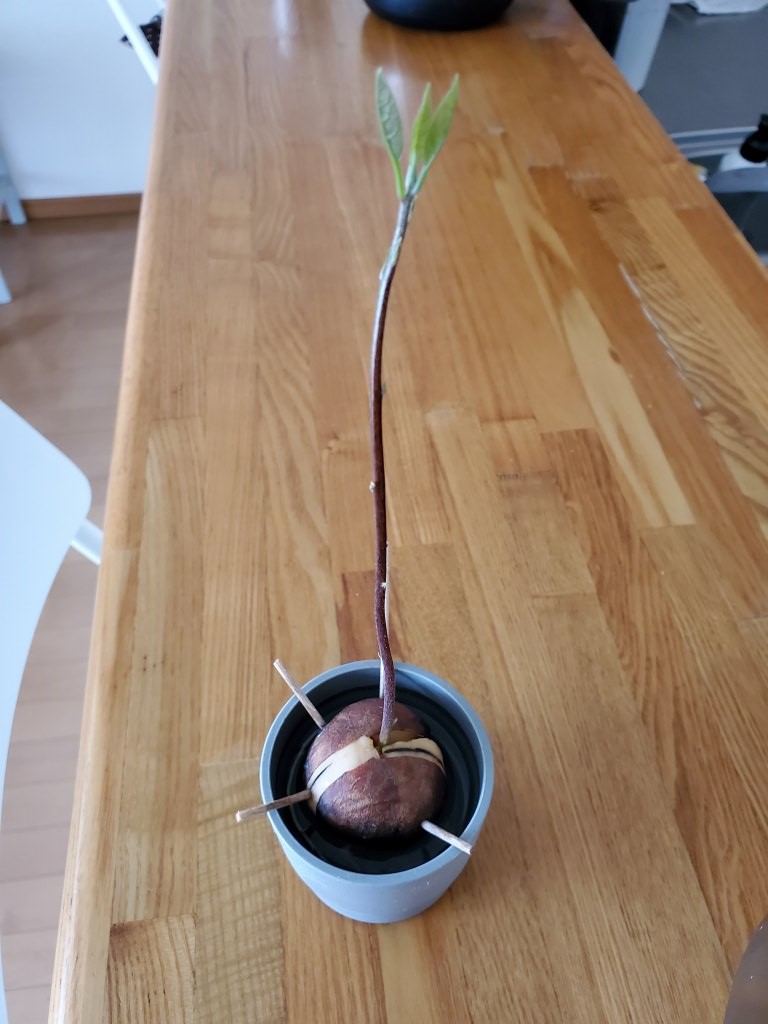 アボカド 三つ葉