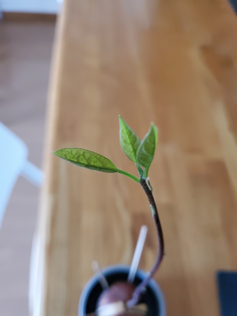 アボカド 三つ葉