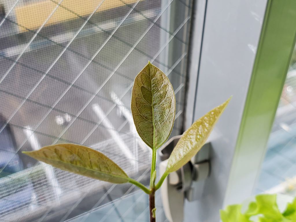 アボカド 三つ葉