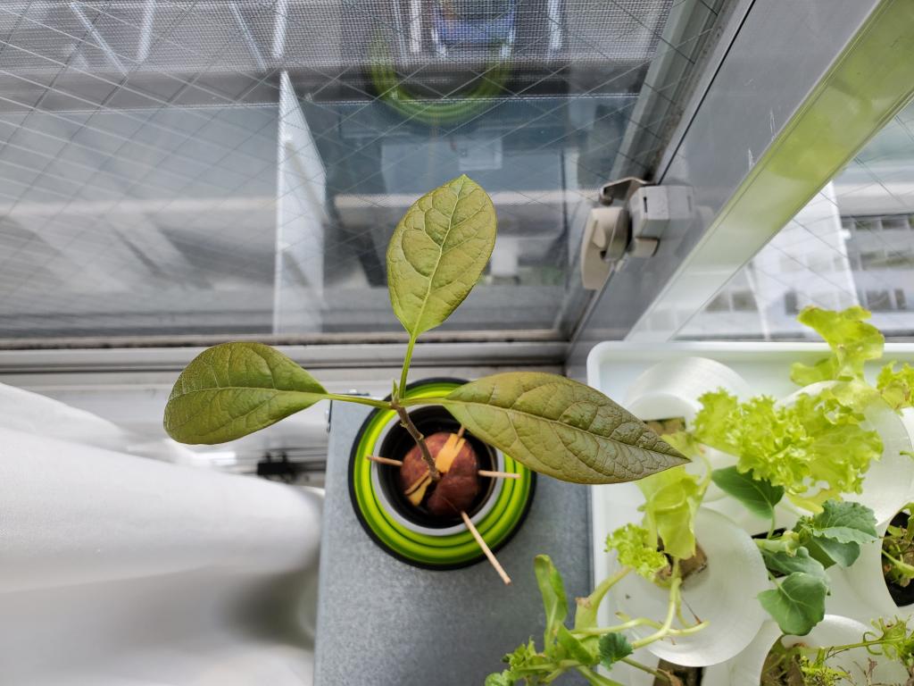 アボカド 種 育てる