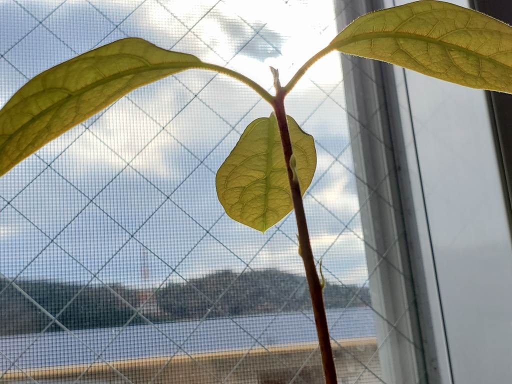 アボカド 種 育てる