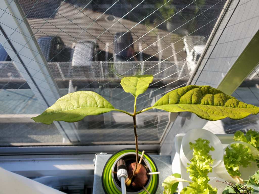 アボカド 種 育てる