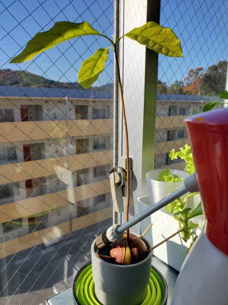 アボカド 種 育てる