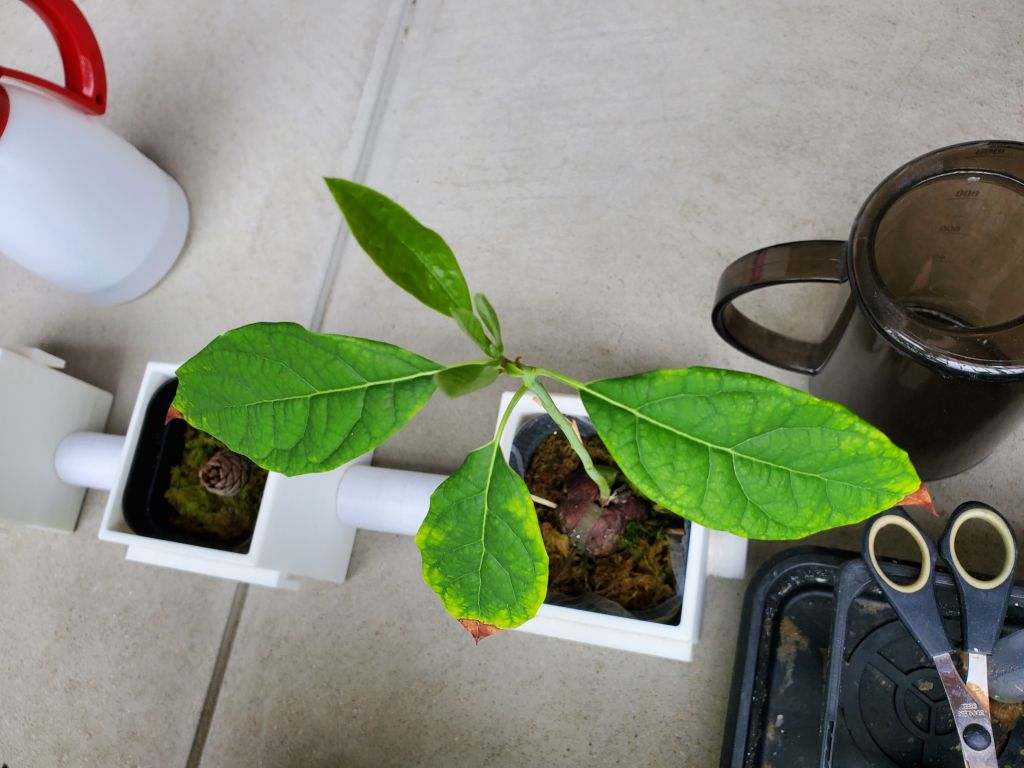 アボカド 種 育てる