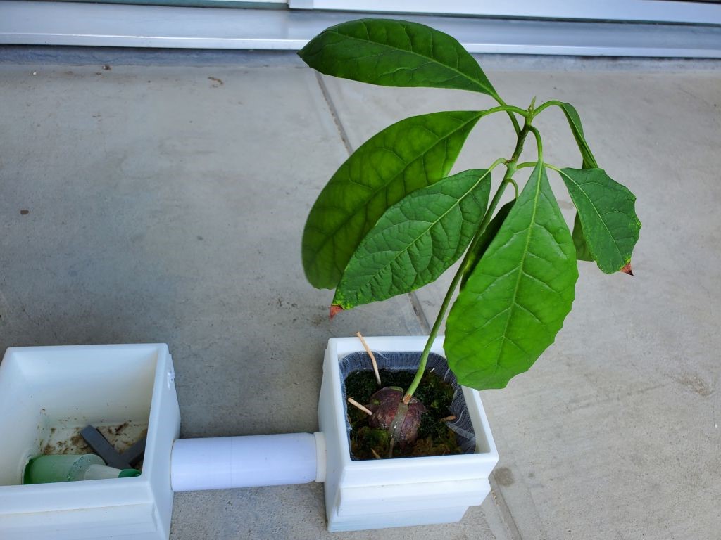 アボカド 種 育てる