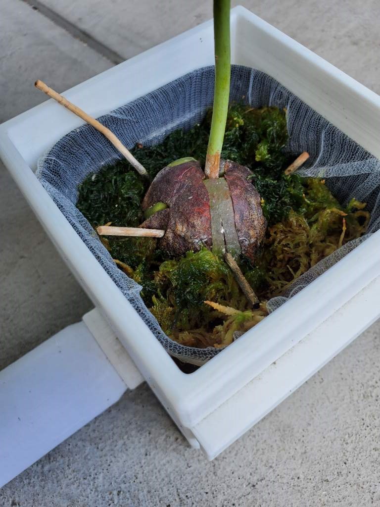 アボカド 種 育てる