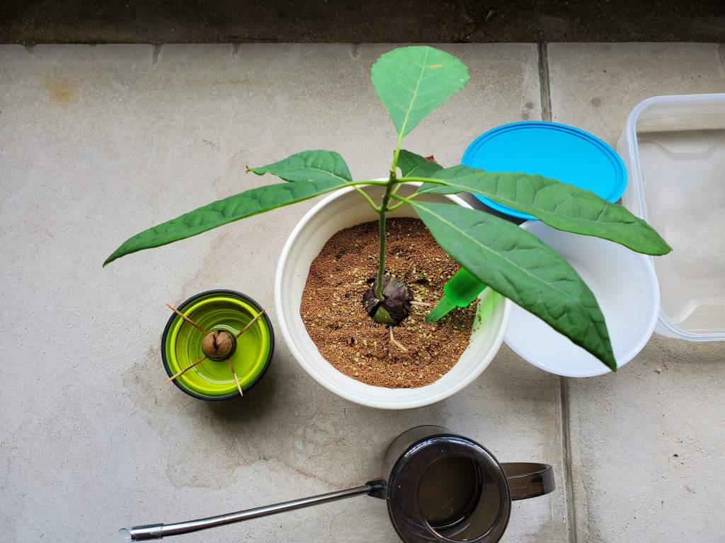 アボカド 種 育てる