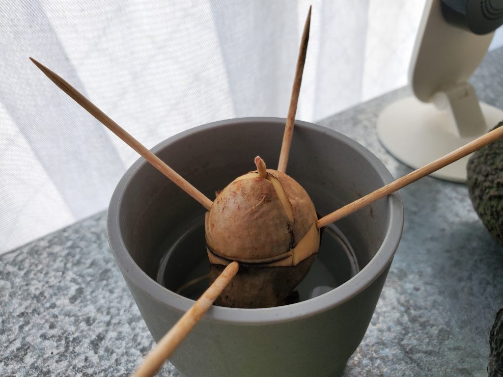 アボカド 種 育てる