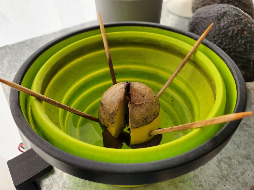 アボカド 種 育てる