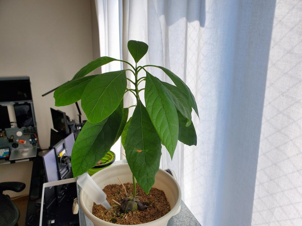 アボカド 種 育てる