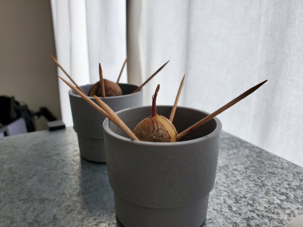 アボカド 種 育てる