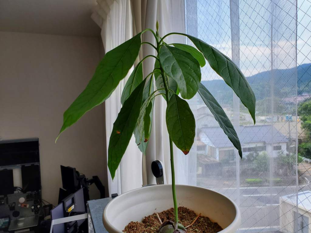 アボカド 種 育てる