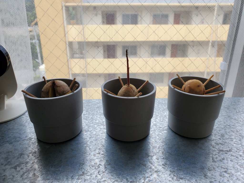 アボカド 種 育てる