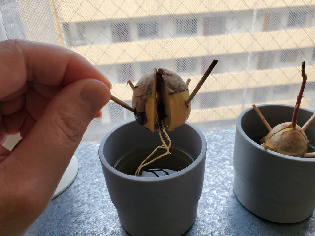 アボカド 種 育てる