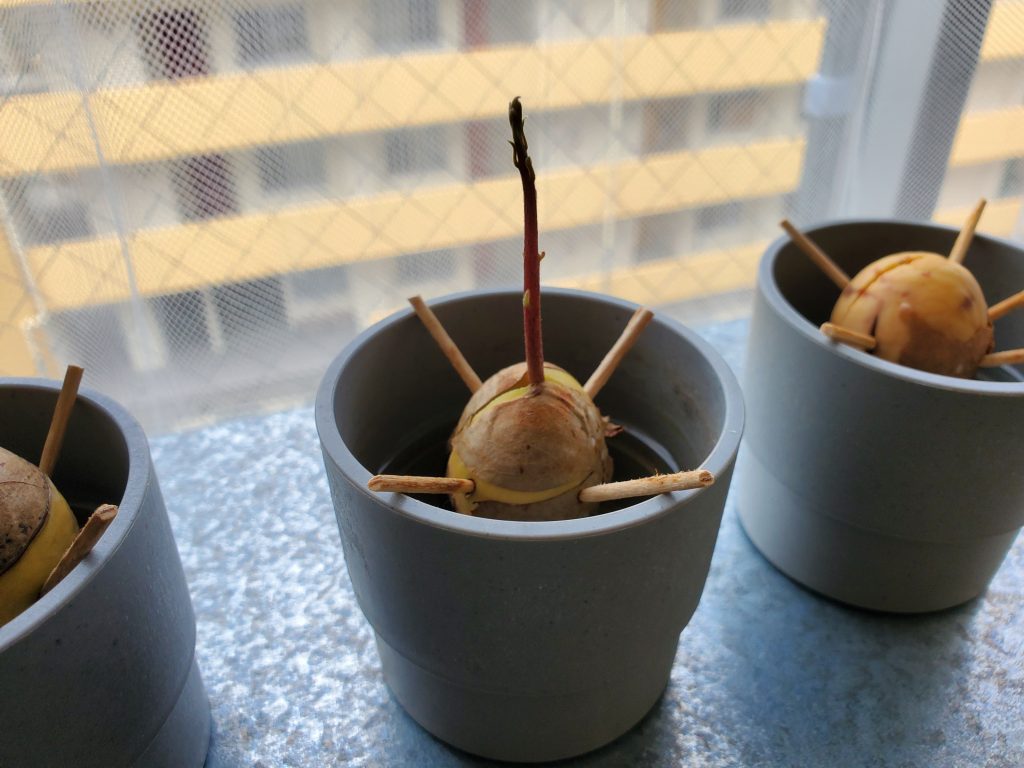 アボカド 種 育てる