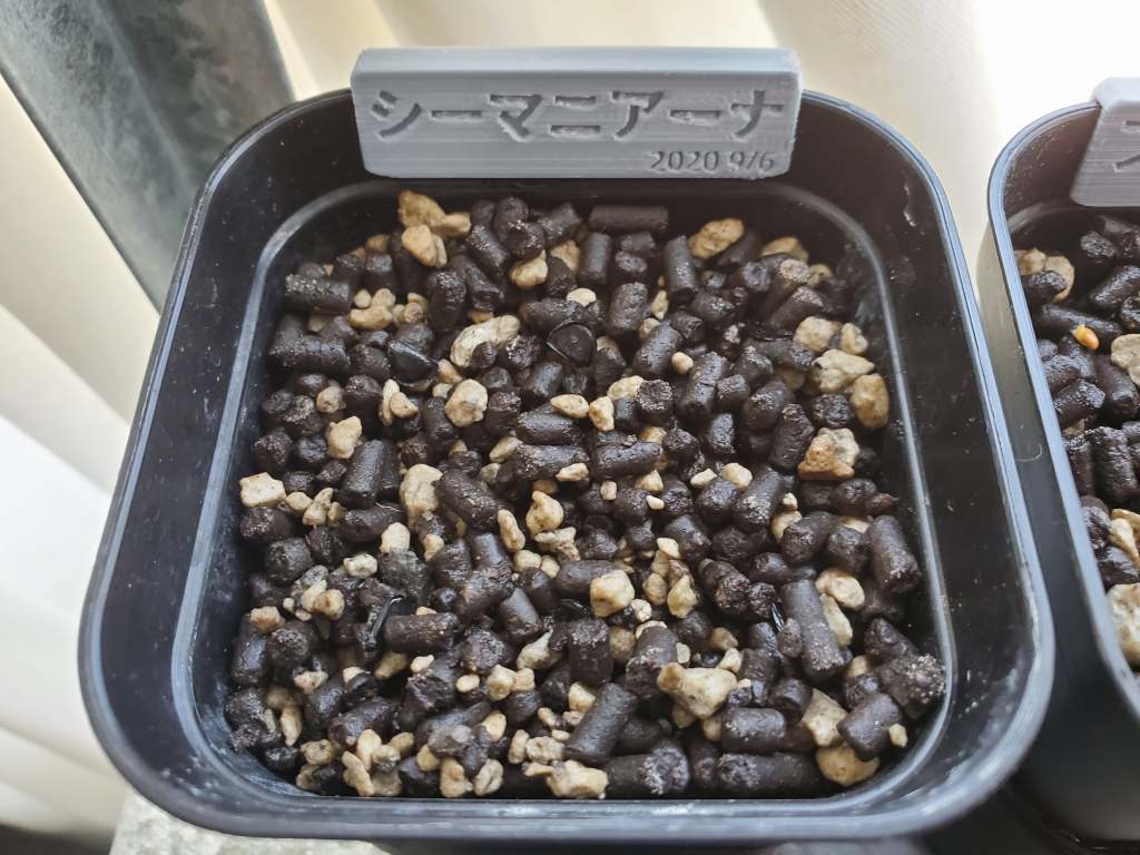 アガベ シーマニアナ