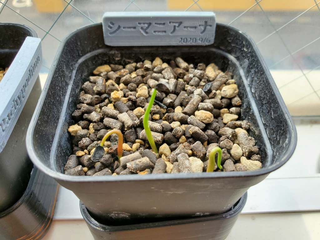 アガベ シーマニアナ