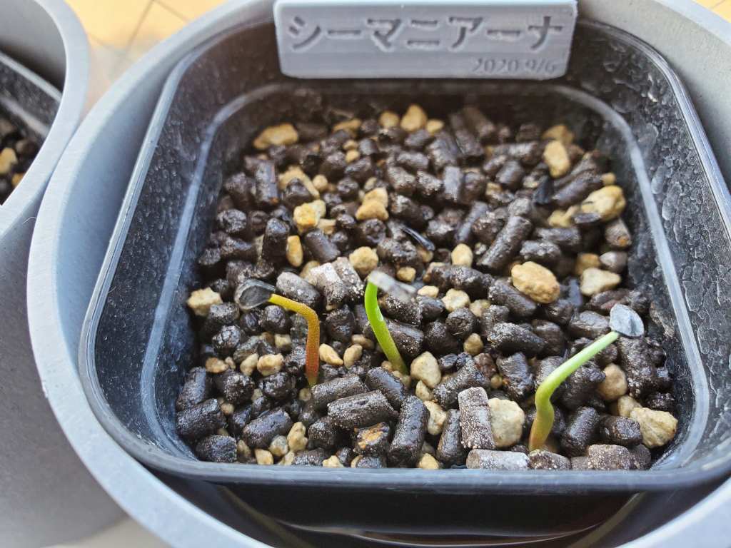 アガベ シーマニアナ