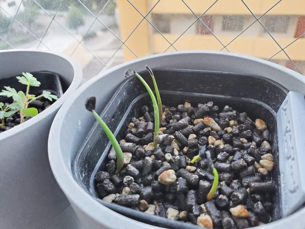 アガベ シーマニアナ