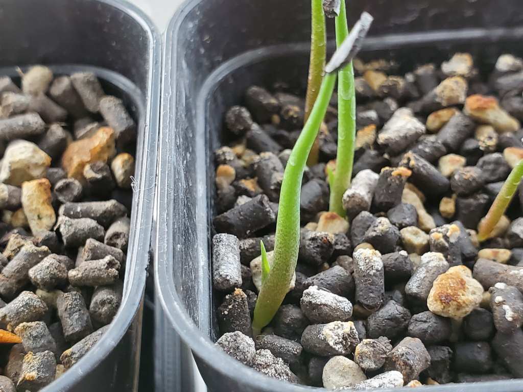 アガベ シーマニアナ