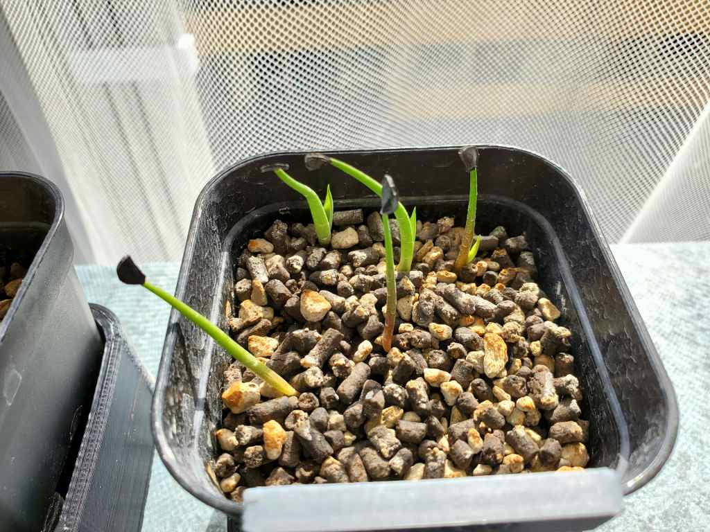 アガベ シーマニアナ