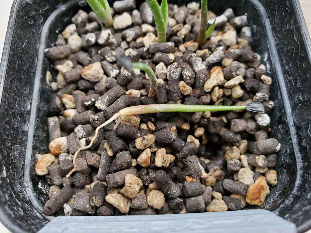 アガベ シーマニアナ