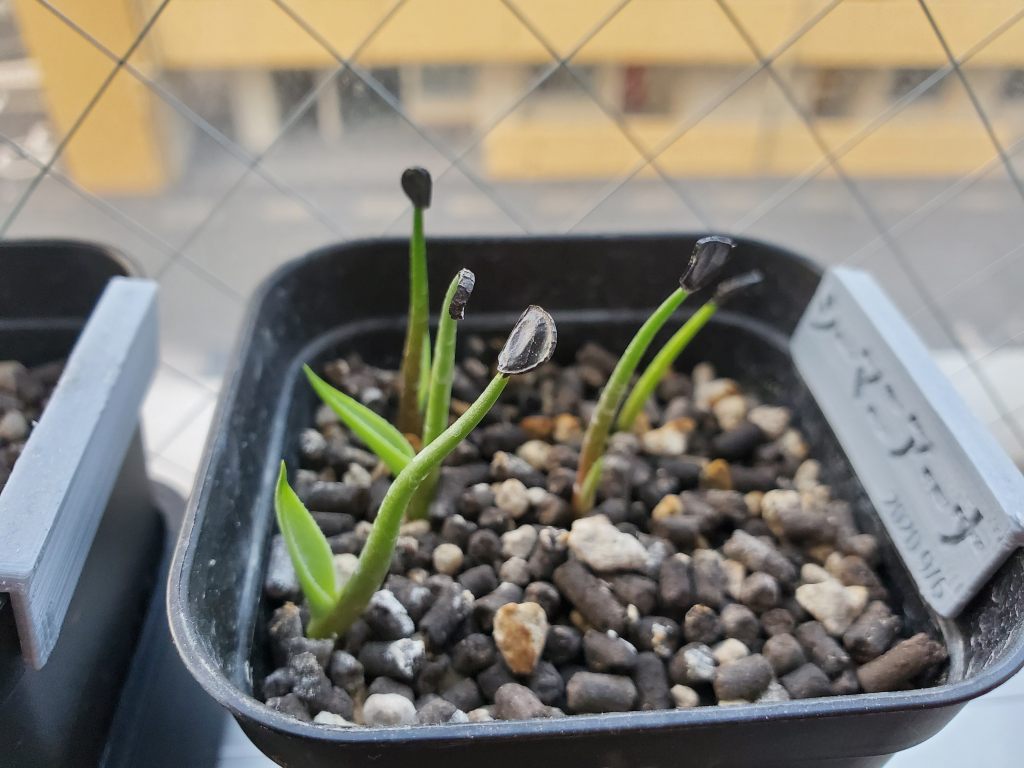 アガベ シーマニアナ