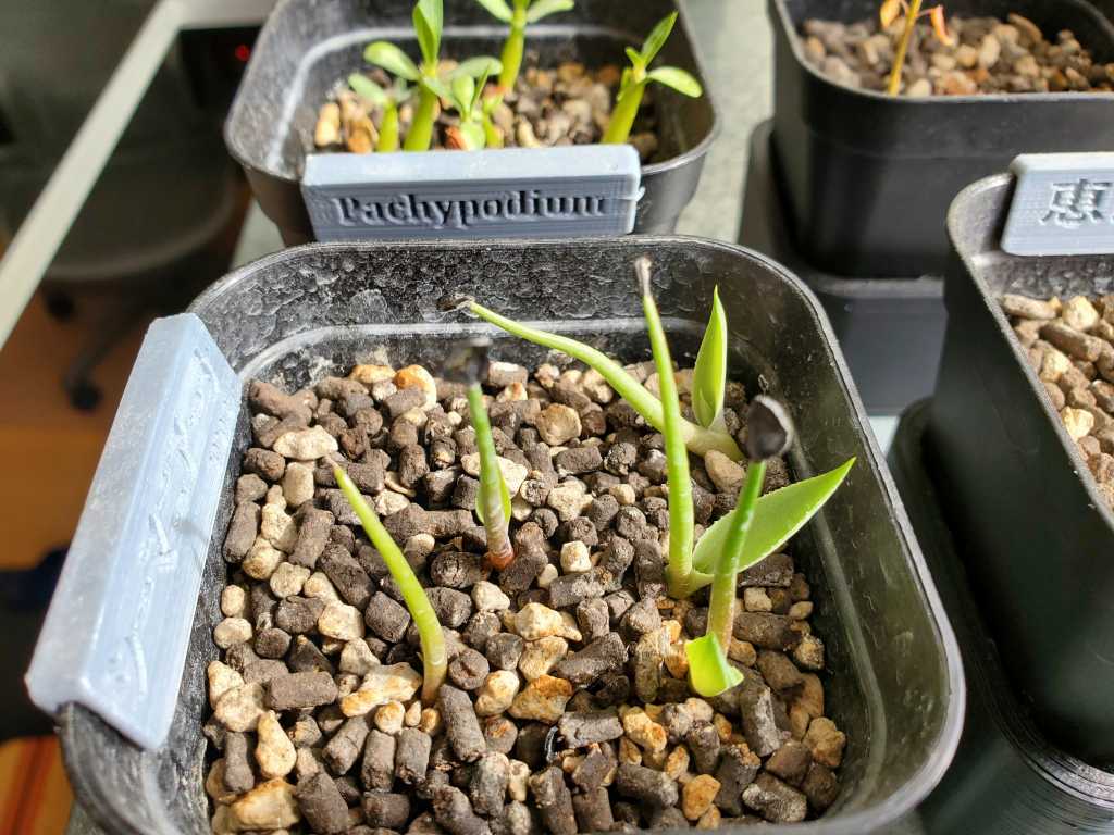 アガベ シーマニアナ