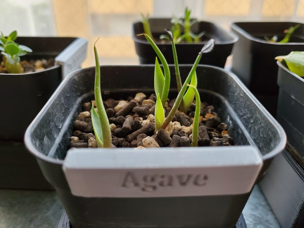 アガベ シーマニアナ