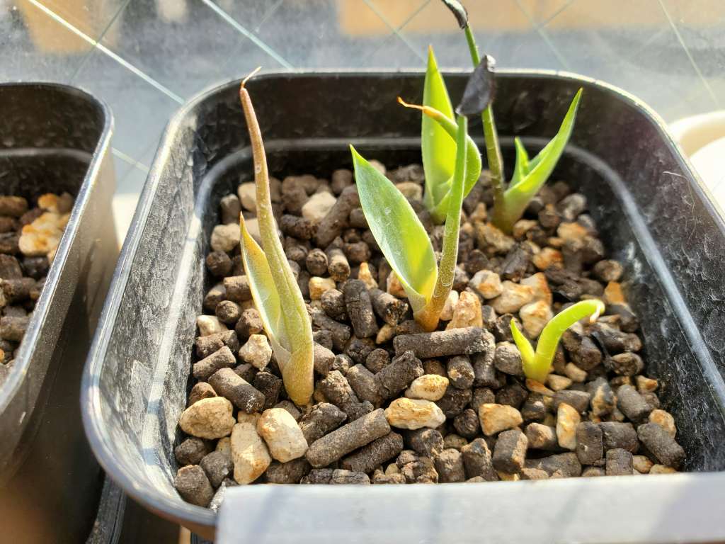 アガベ シーマニアナ