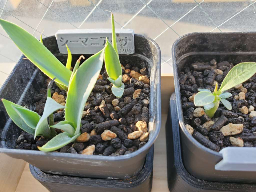 アガベ シーマニアナ