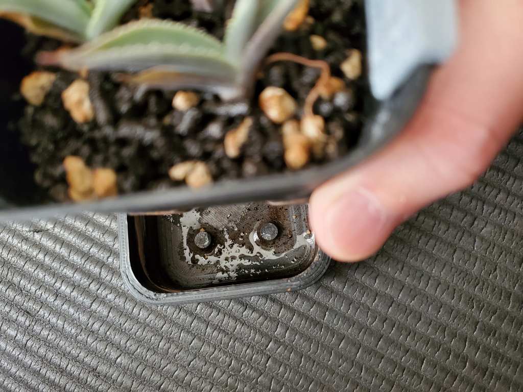 アガベ シーマニアナ