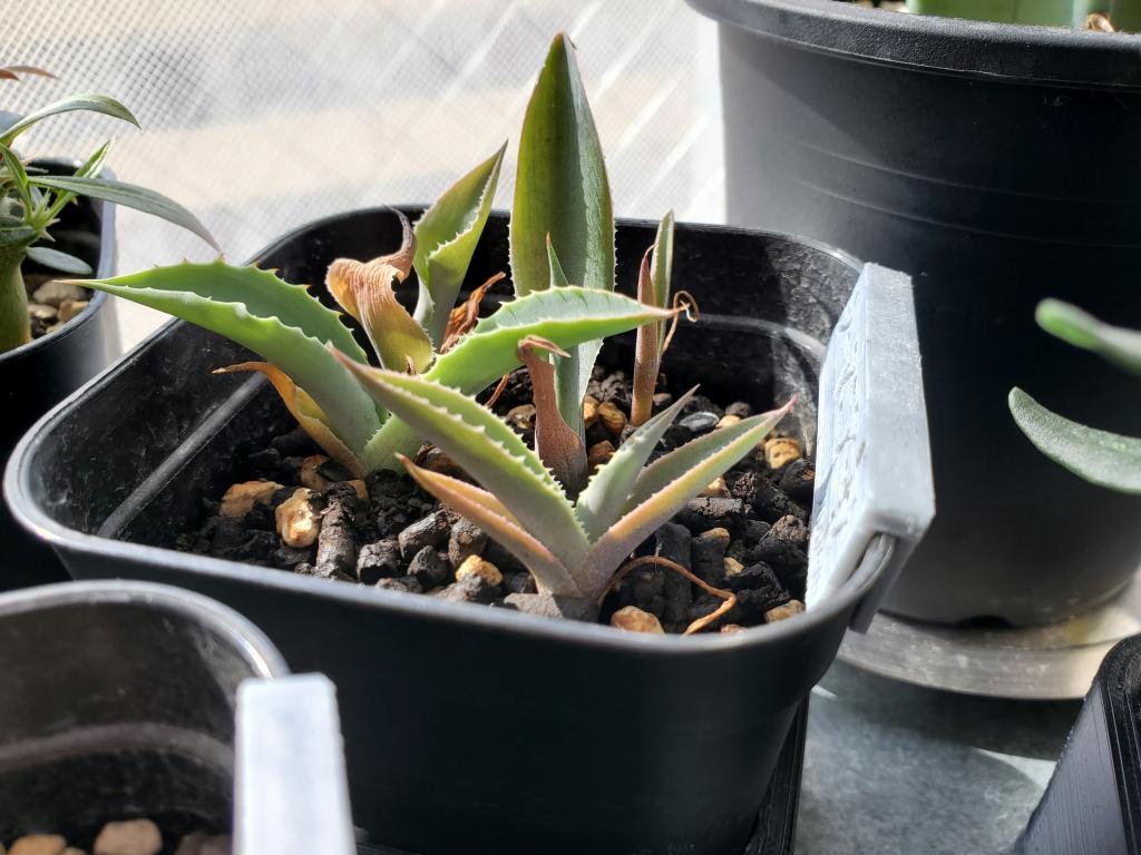 アガベ シーマニアナ