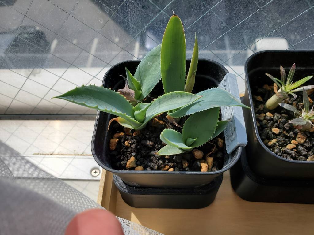 アガベ シーマニアナ