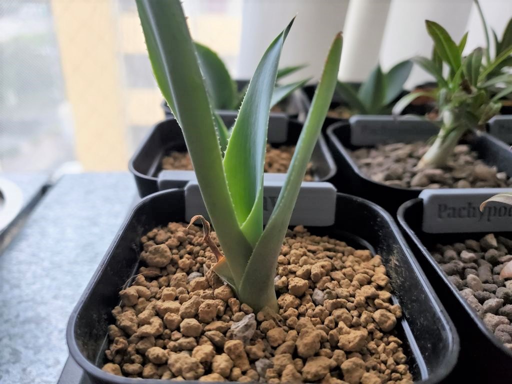 アガベ シーマニアナ