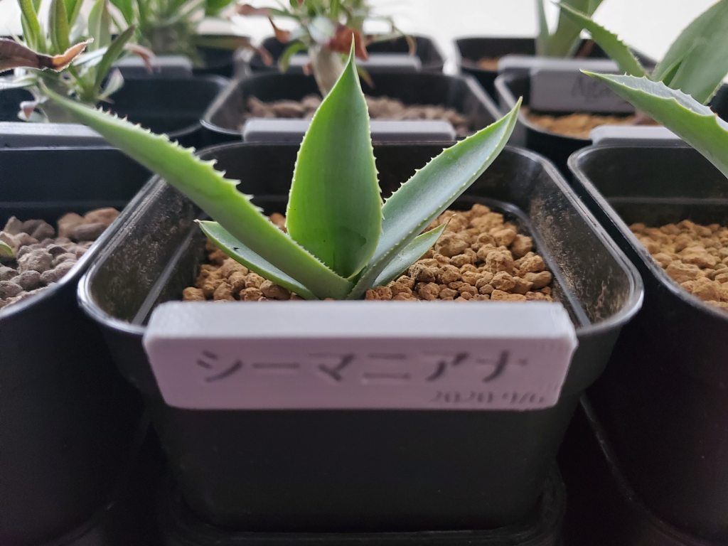 アガベ シーマニアナ