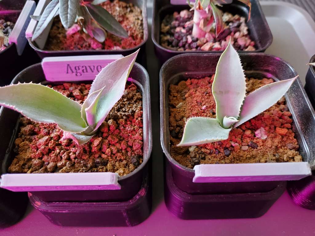 アガベ シーマニアナ